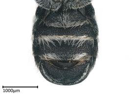   Chelostomoides odontostomanbsp; male sterna, photo: Colleen Meidt 
